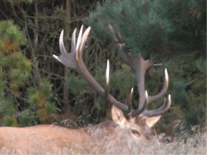 16 nordjyske drømmehjorte