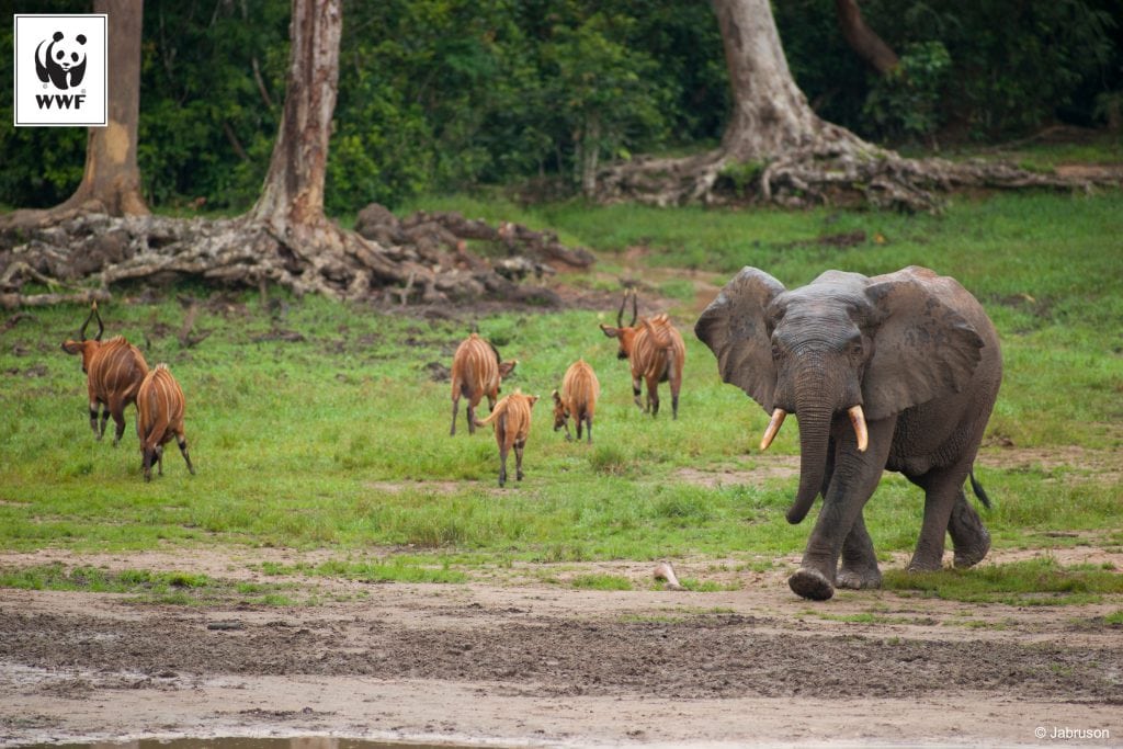 Afrikanske skovelefanter truet af krybskytter