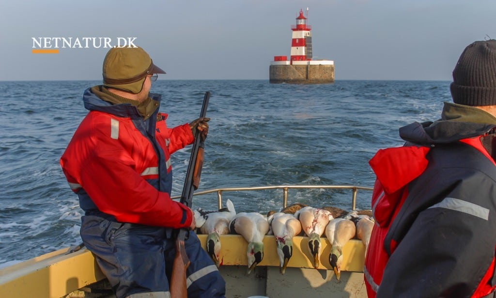 Strand- og havjagt versus forsikring