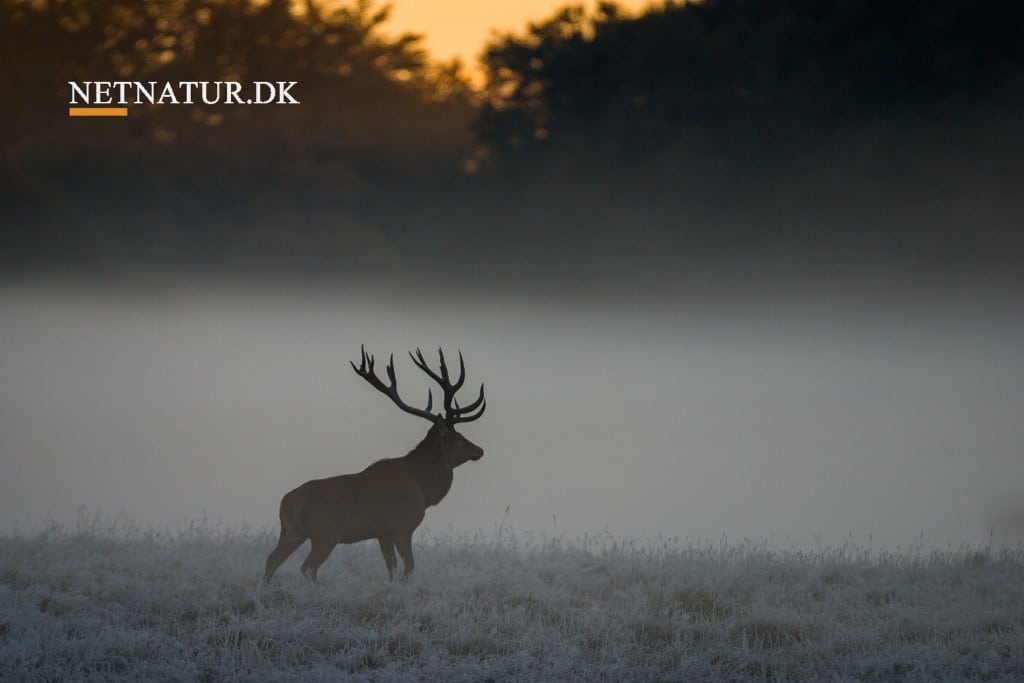 Er det derfor nogle hjorte bliver gamle?