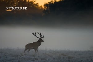 Er det derfor nogle hjorte bliver gamle?