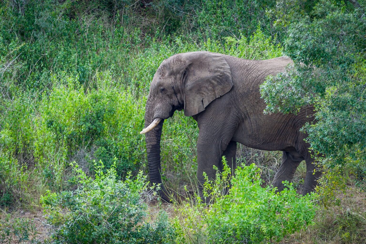 Afrika bliver grønnere Afrika bliver grønnere
