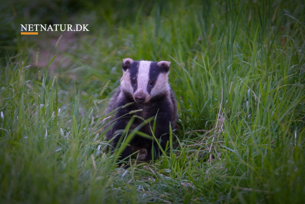 Kort video: Lys over grævlingen