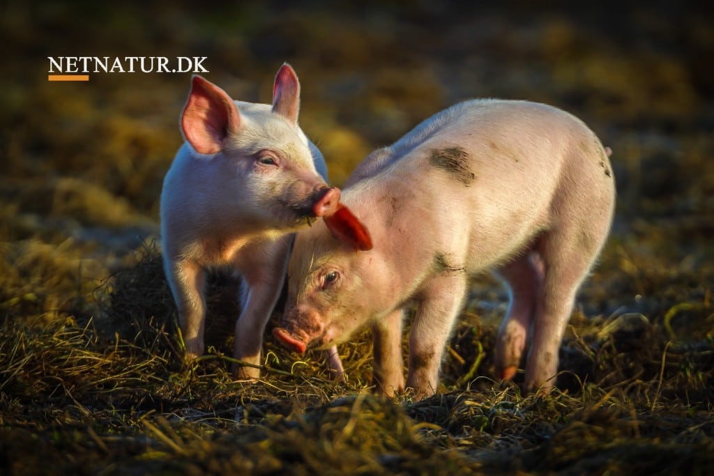 Forbrugerne vil gerne betale for dyrevelfærd