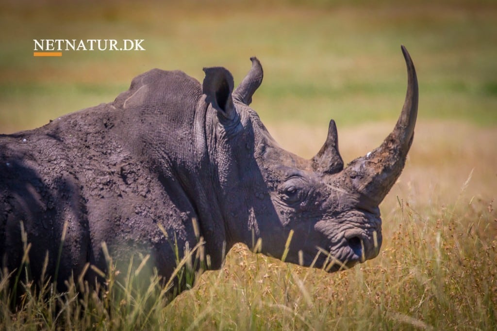 Swaziland overvejer at sælge horn fra næsehorn
