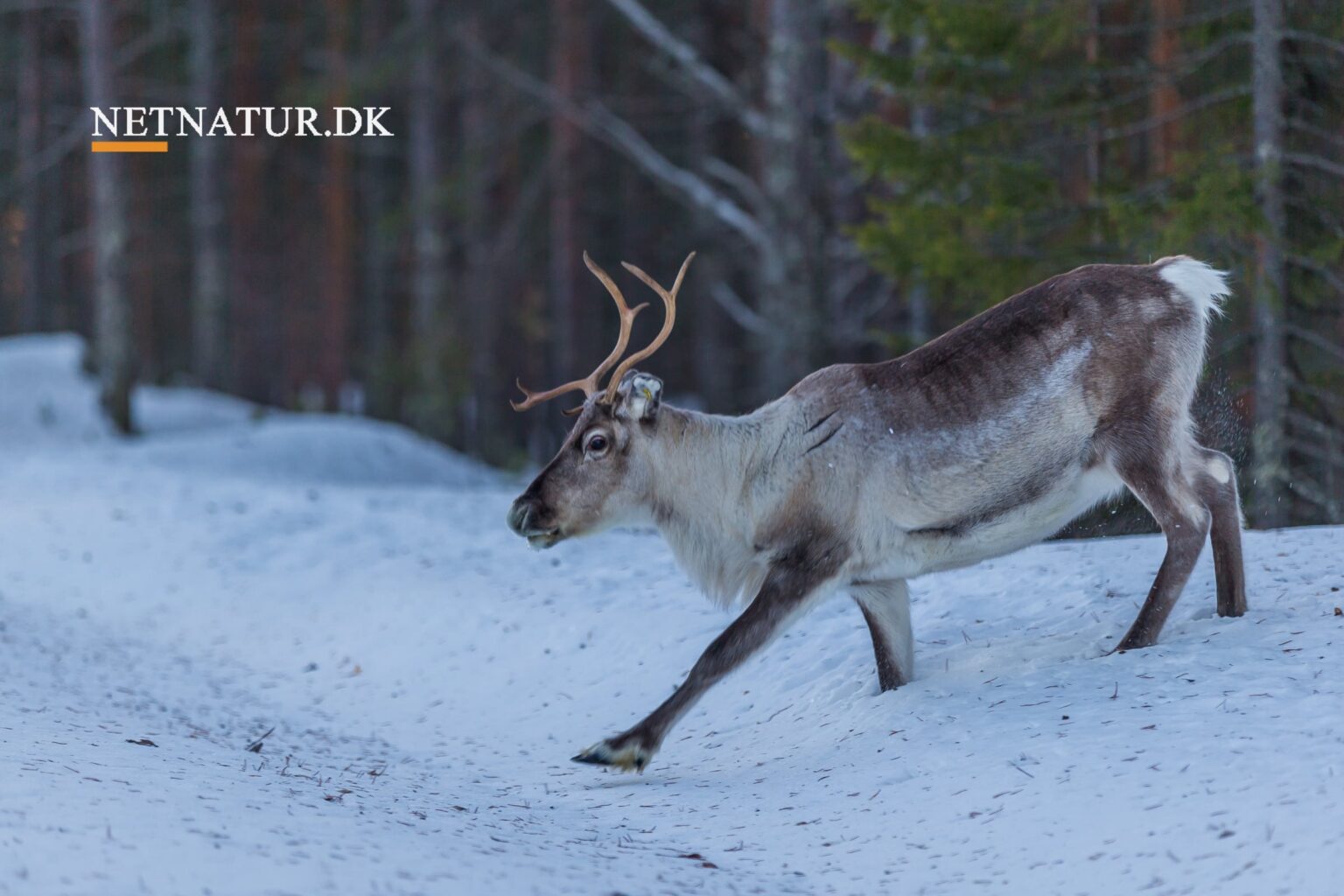 Jærv angriber ren