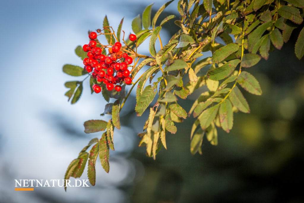 Kend dine vildtplanter: Almindelig røn
