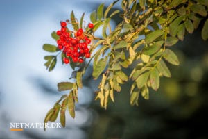 Kend dine vildtplanter: Almindelig røn