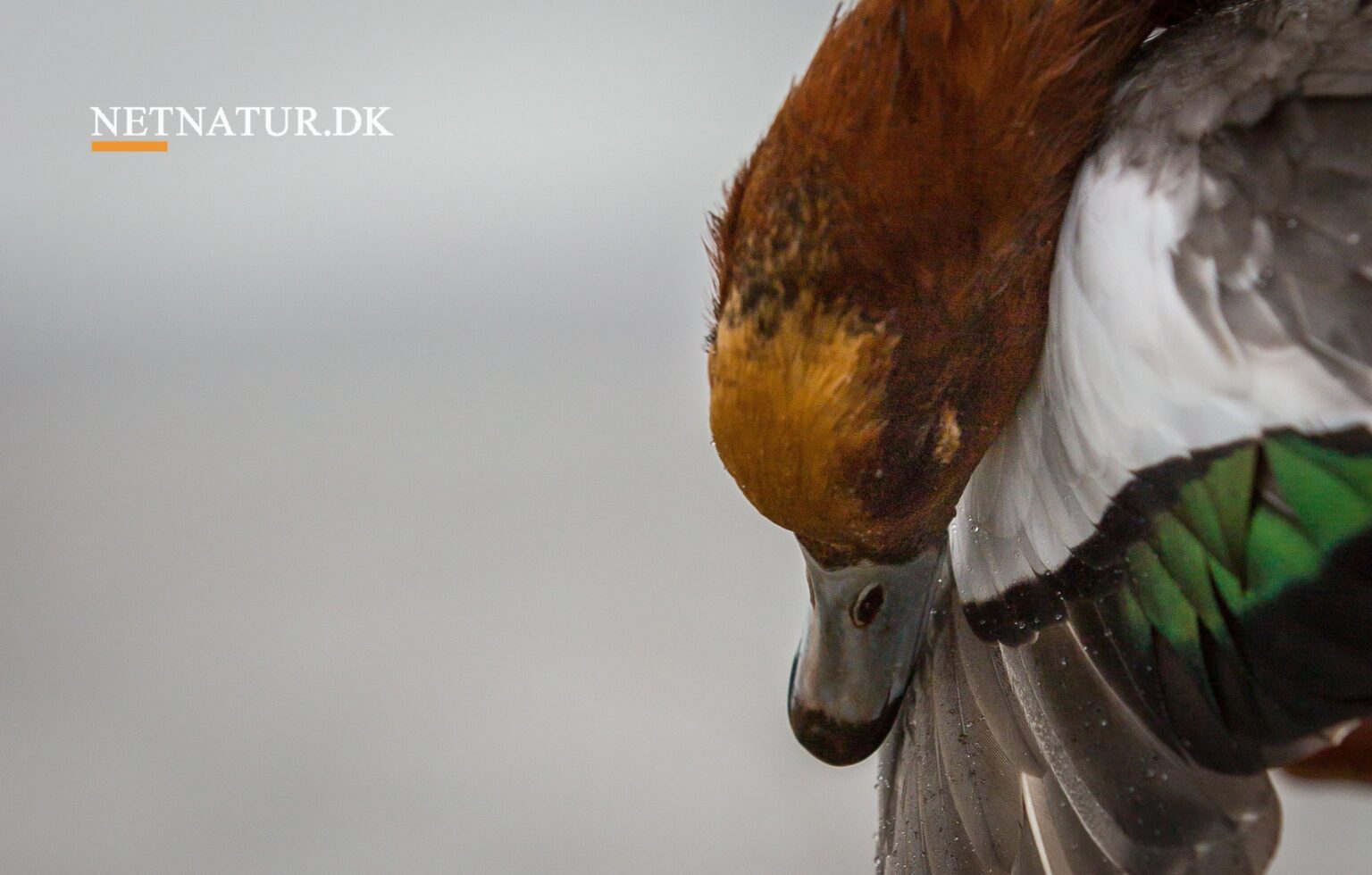 Klassisk lokkefuglejagt i moderne indpakning