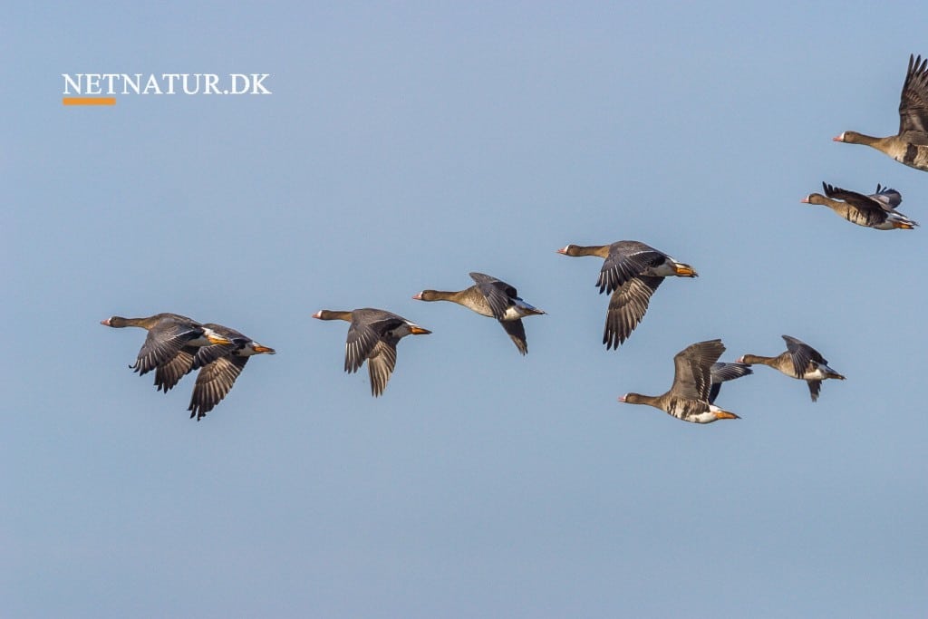 Blisgåsen – den sibirske trækgæst Blisgåsen - den sibirske trækgæst