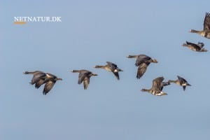 Blisgåsen – den sibirske trækgæst Blisgåsen - den sibirske trækgæst