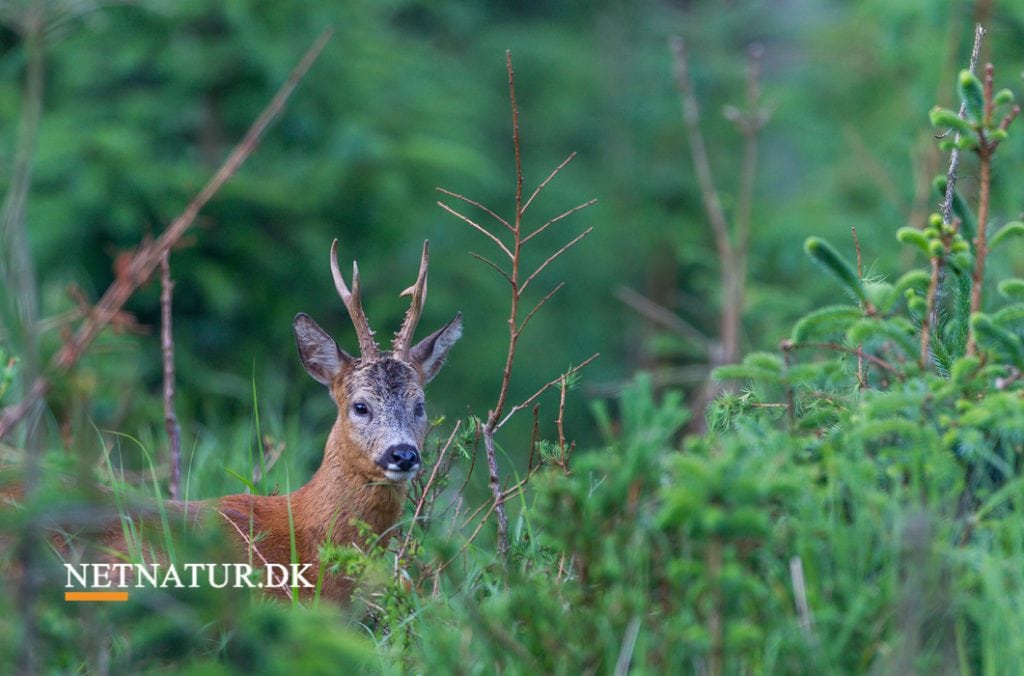 Forsvaret udlejer jagt