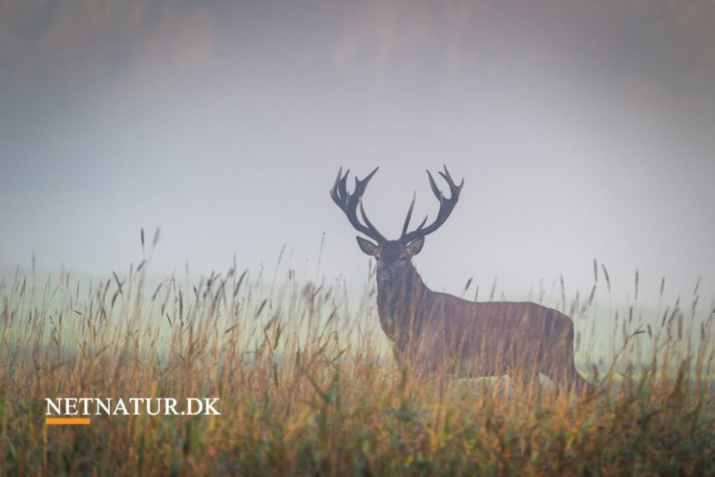 Forsøgsordninger uden faglig begrundelse "Forsøgsordninger uden faglig begrundelse"