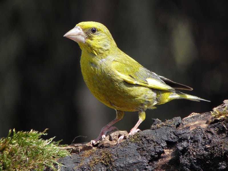 Danske grønirisker dør af sygdom