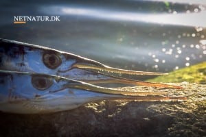 Ny strategi for lystfiskeriet