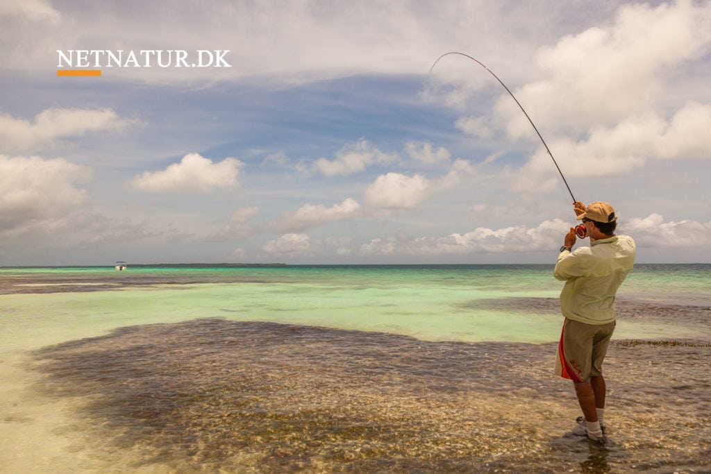 Video: New Zealands kongefisk