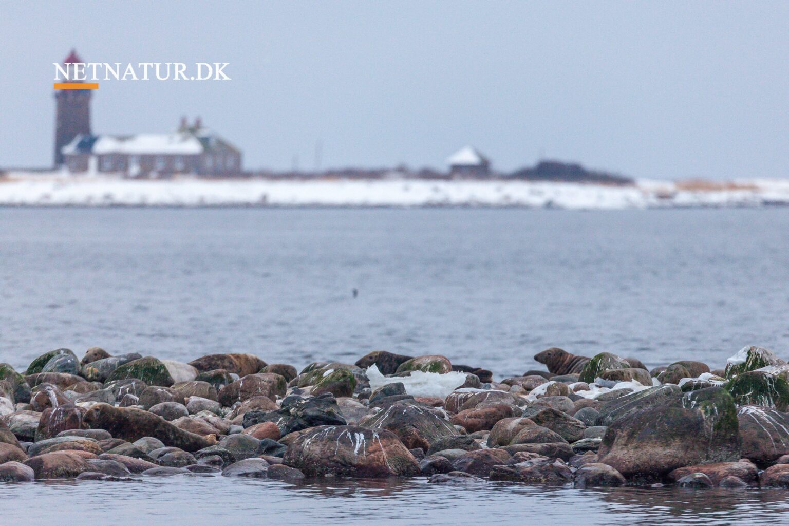 Første sten kastet ved stenrev ved Livø Miljø- og fødevareministeren har smidt granitsten i Limfjorden, og dermed er opbygningen af stenrevet ved Livø for alvor gået i gang.