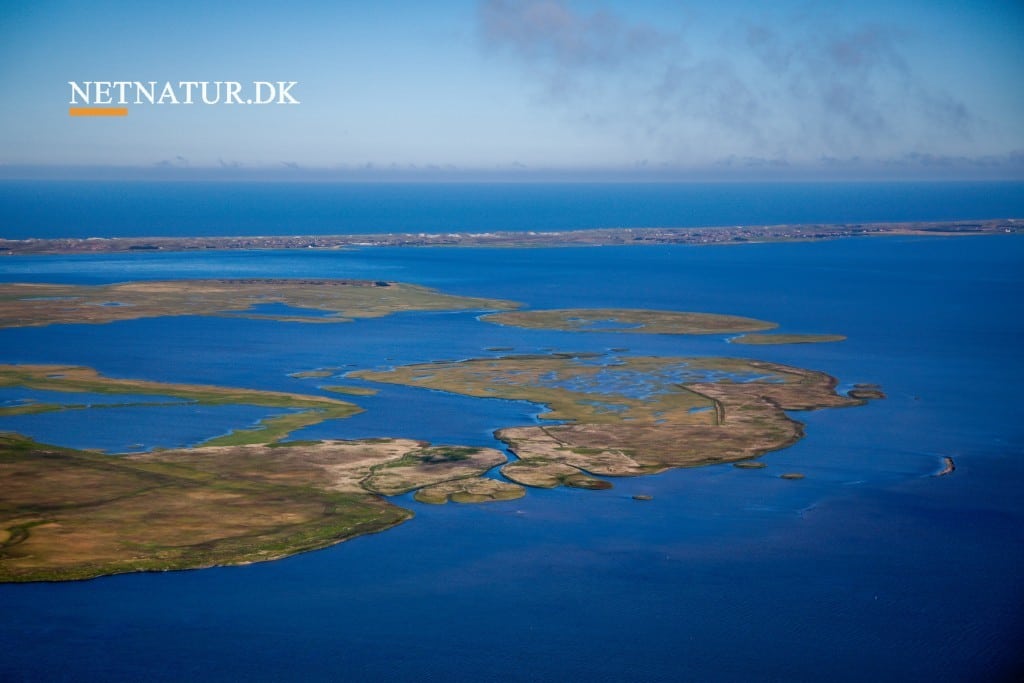 Underskriftsindsamling i kritisk medielys