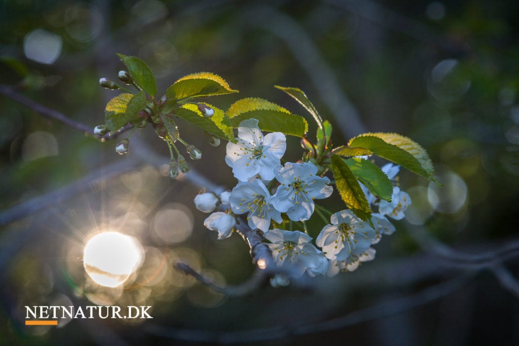 Kend dine vildtplanter: Fuglekirsebær