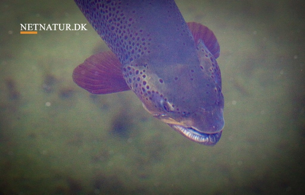 Video: Fluefiskers kavalkade fra New Zealand