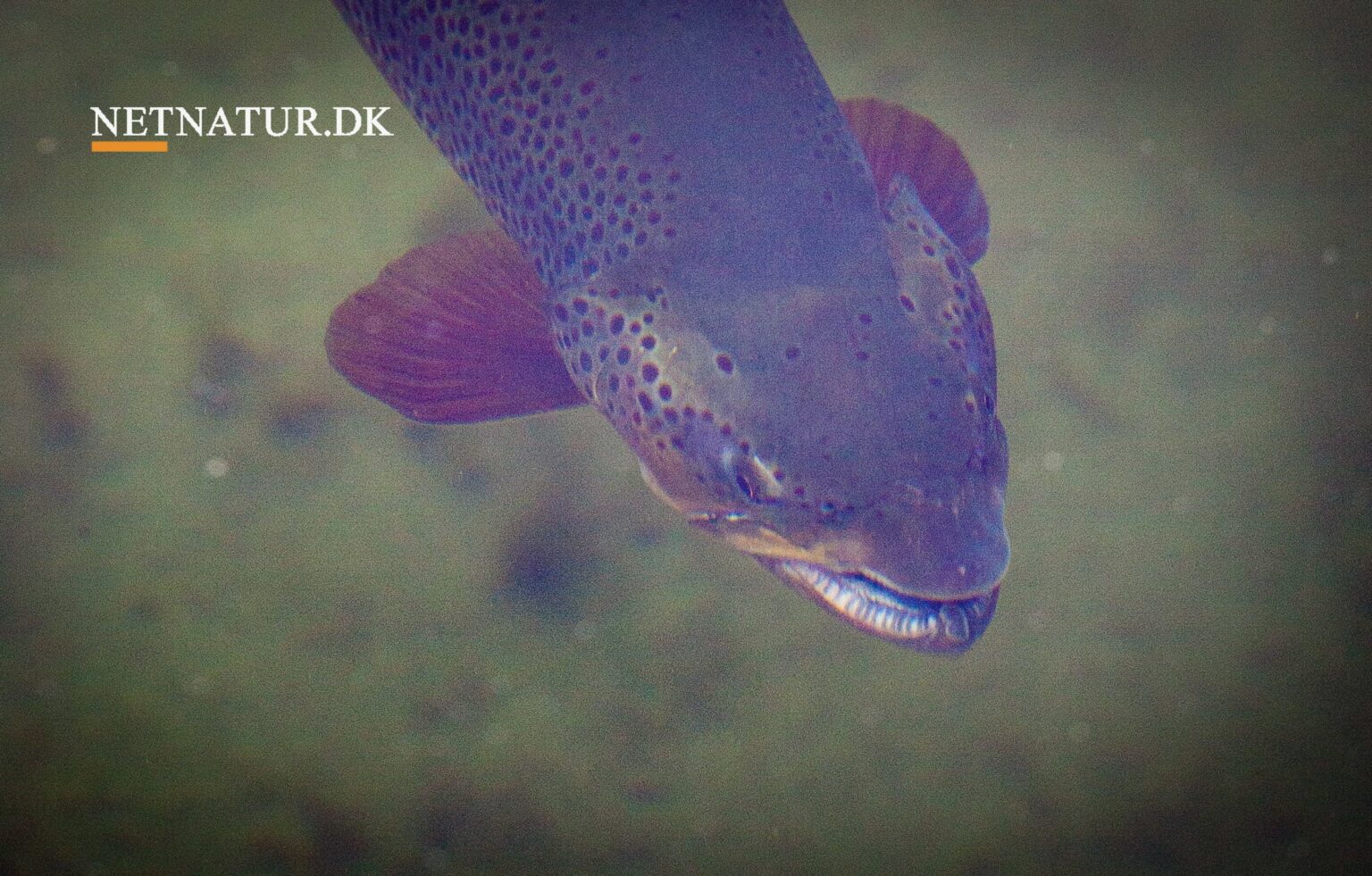 Video: Fluefiskers kavalkade fra New Zealand