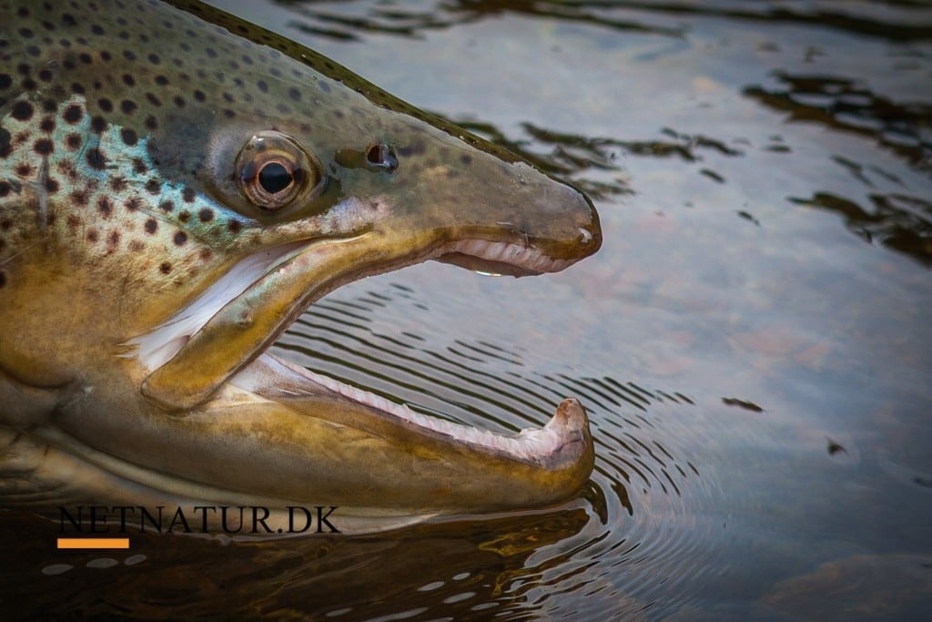 Bækørred i Australien - video