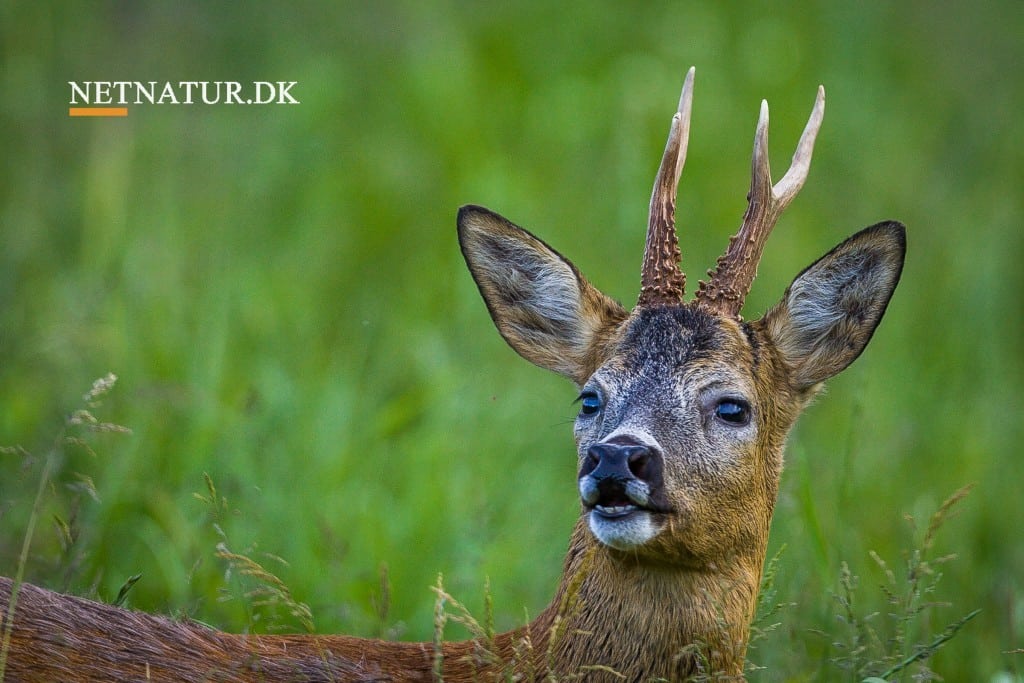 Netnatur på vej mod ny besøgsrekord