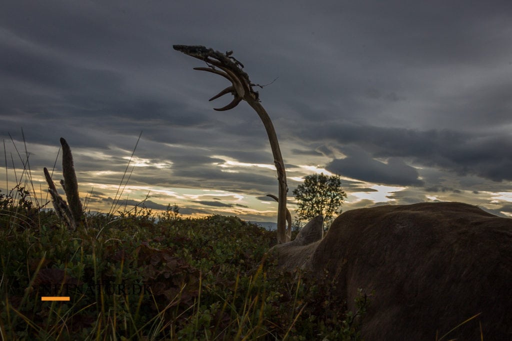 Hjortevildt trues af smitsom og dødelig sygdom