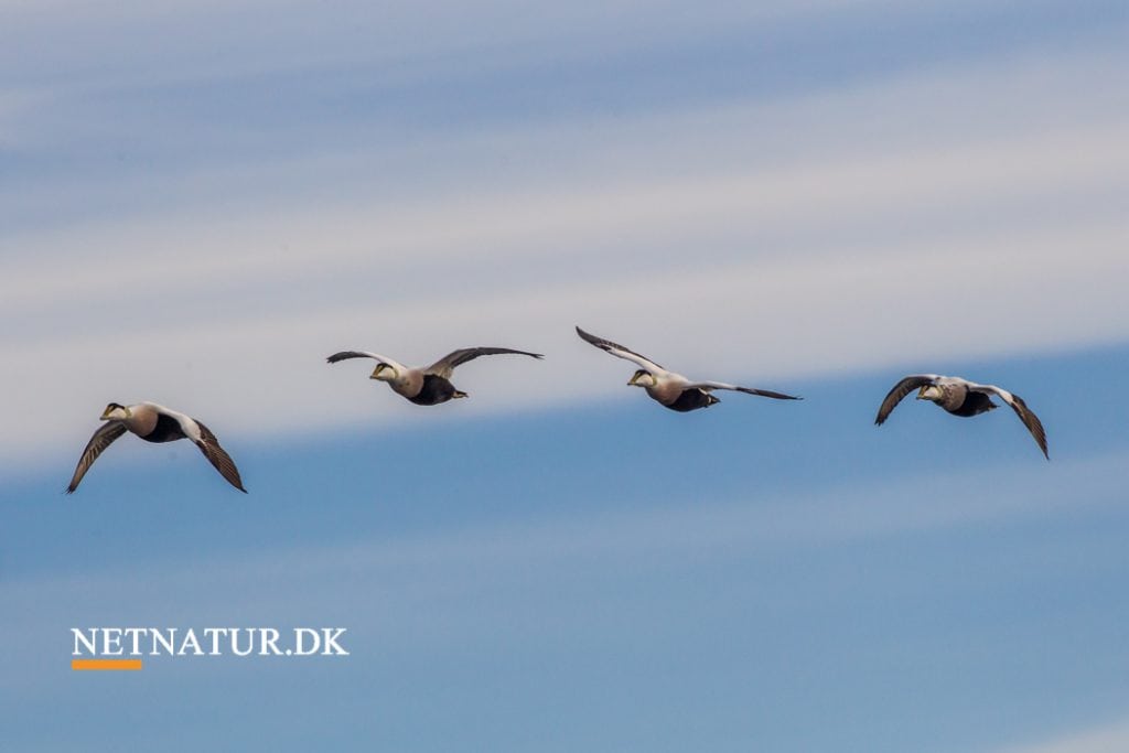 Indsatsprogram for Havstrategi offentliggøres