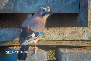 Skovskaden – skovens hæse alarmklokke Fjern gammelt foder og gør foderbrættet rent