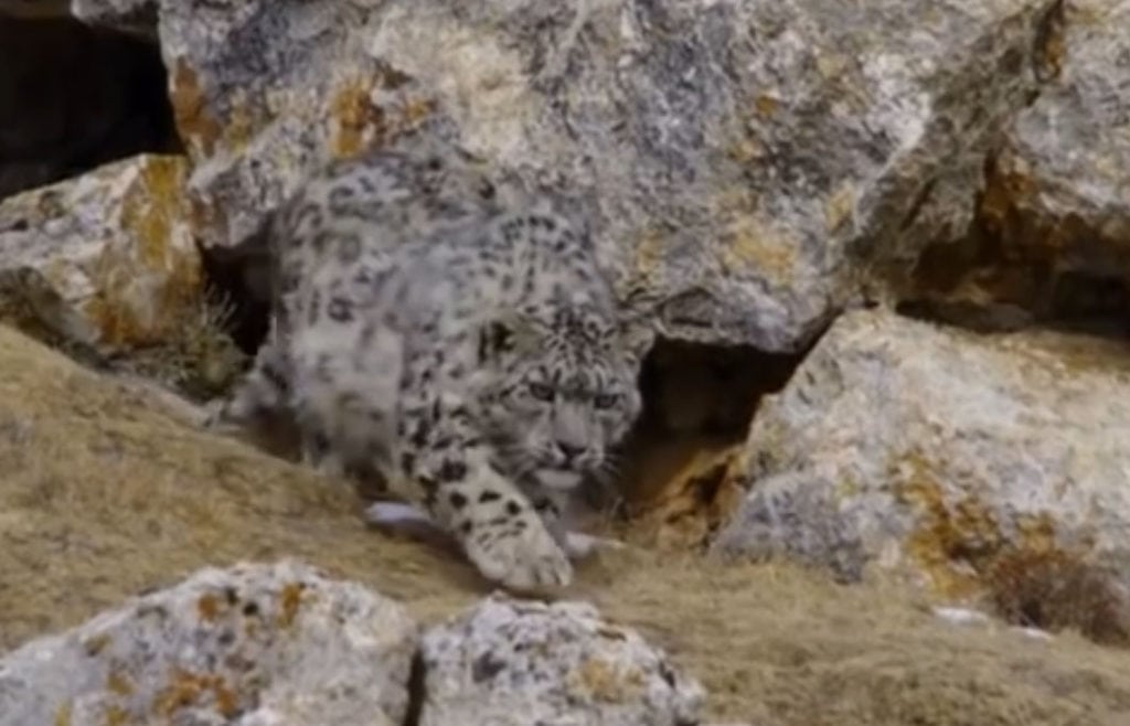 Sneleopard i unik videooptagelse