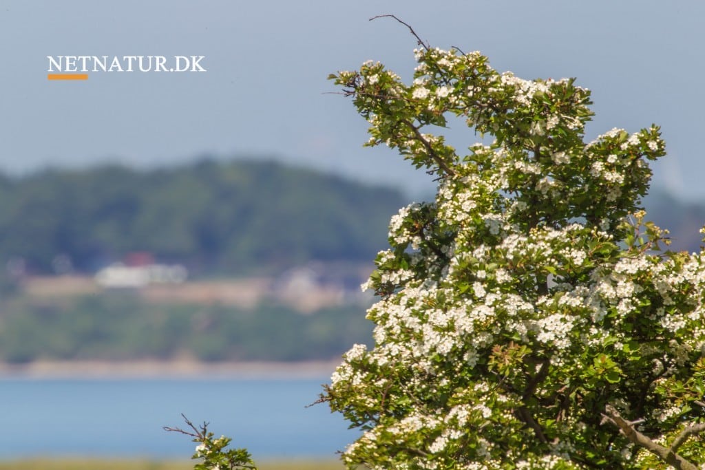 Kend dine vildtplanter: Hvidtjørn Kend dine vildtplanter: Hvidtjørn