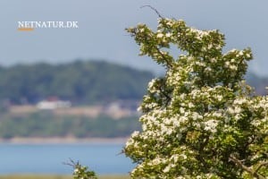 Kend dine vildtplanter: Hvidtjørn Kend dine vildtplanter: Hvidtjørn
