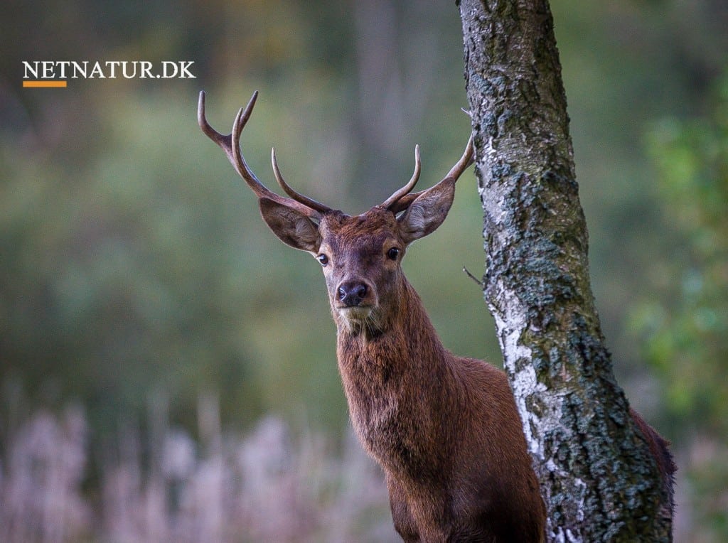Kæbeindsamling: Kritikken strammer til