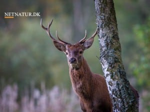Kæbeindsamling: Kritikken strammer til