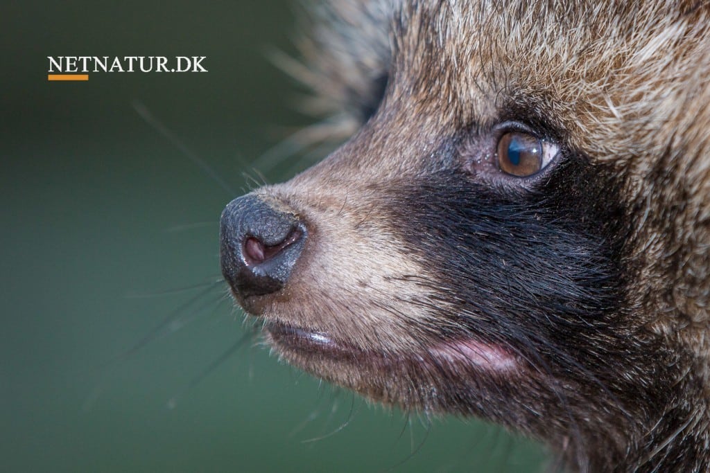 Mårhund: Sådan kender du dens spor