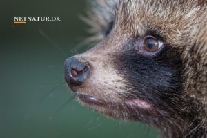 Mårhund: Sådan kender du dens spor