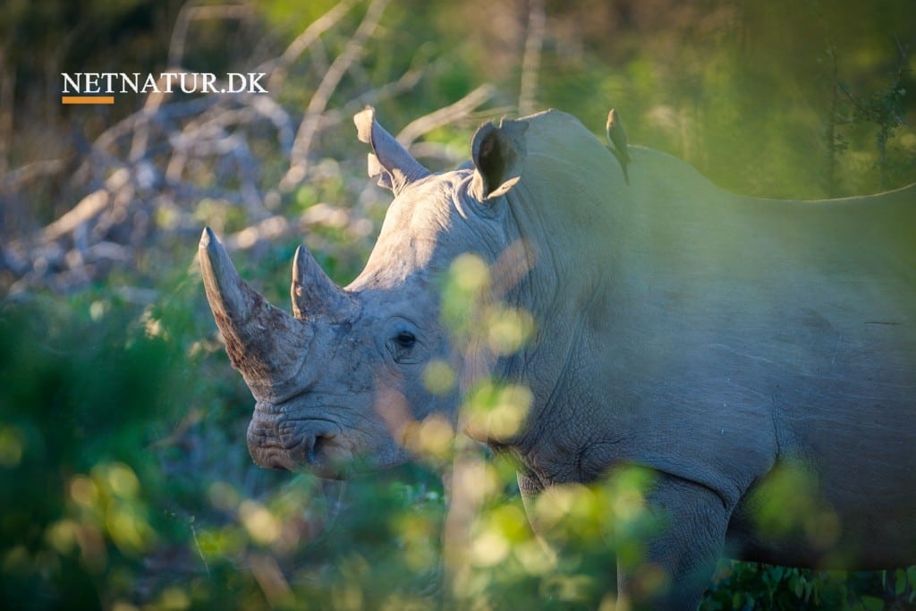 Handel med næsehorns horn er igen lovligt i Sydafrika