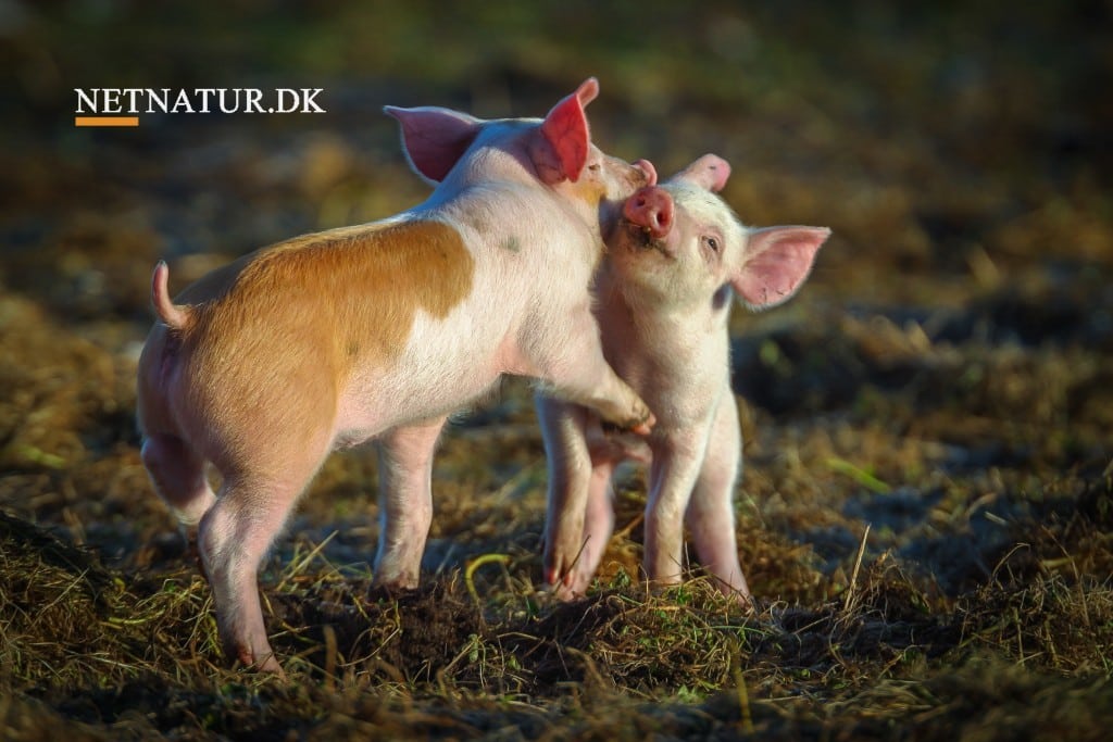 Dyrenes Beskyttelse indgår aftale med svineproducenter og slagterier