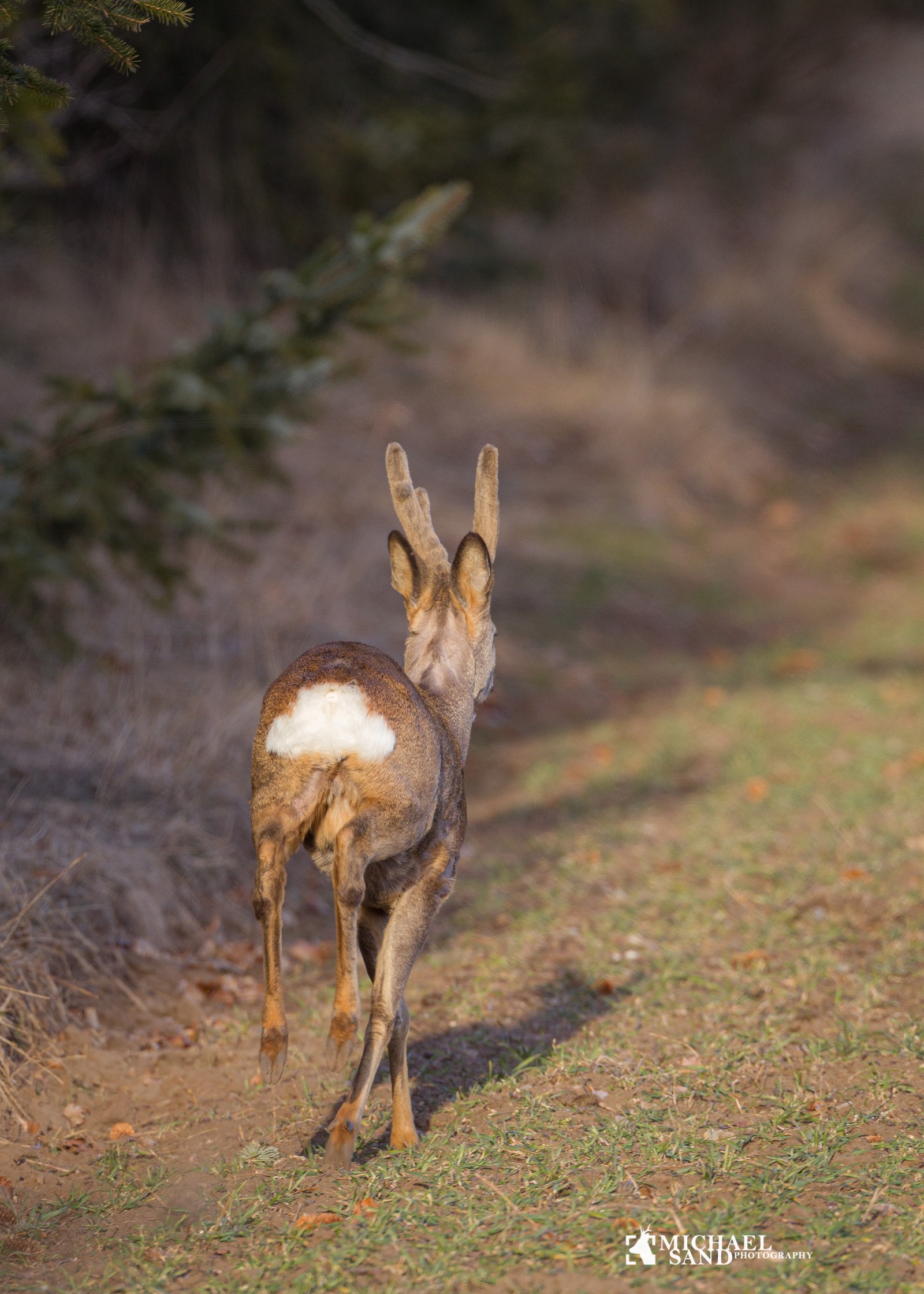Høj buk i bast. Basten "fejes" normal af opsatsen i april og maj. 
