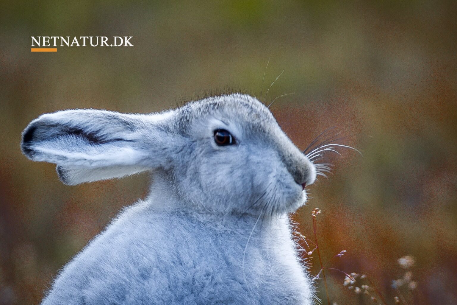 Iskold polarhare