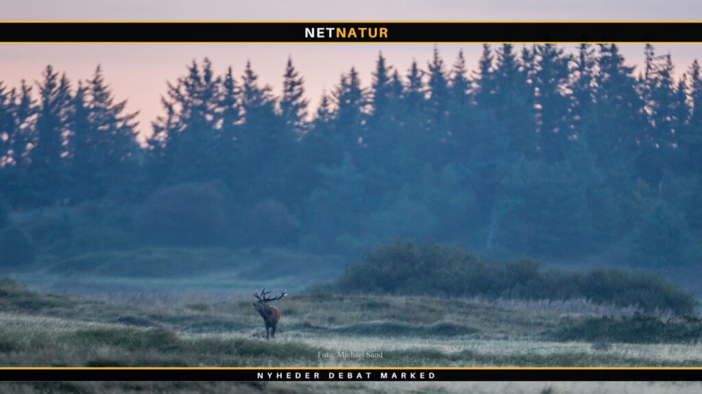 Læserbrev påpeger "Magtmisbrug og ulovlige jagttårne hos Naturstyrelsen Thy"