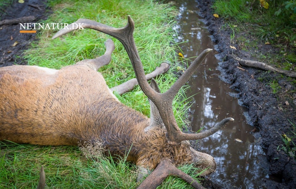 Dagjagter i jagtsæsonen 2017/18