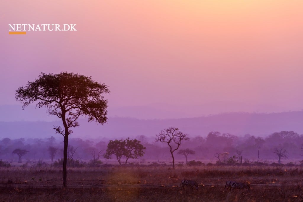 Generationsskifte hos Diana Jagtrejser & Limpopo Travel