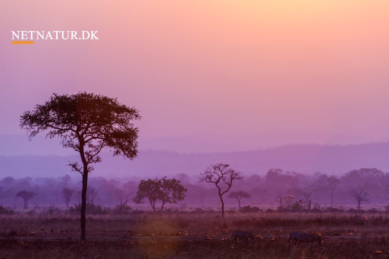 Generationsskifte hos Diana Jagtrejser & Limpopo Travel Generationsskifte hos Diana Jagtrejser & Limpopo Travel