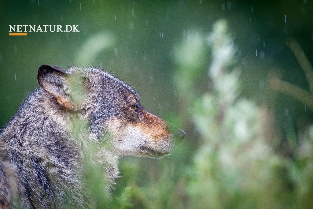 Seks får angrebet på Vind Hede