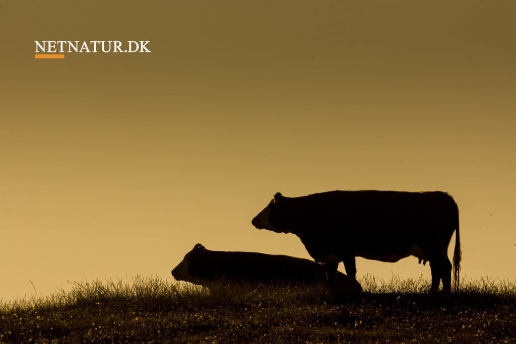 Læsøs genoprettede natur skal vedligeholdes med afgræsning