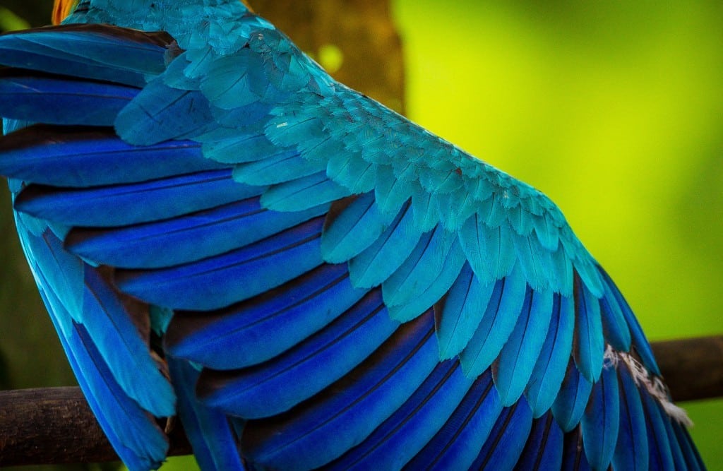 WWF: Hæv strafferammen for handel med truede dyr