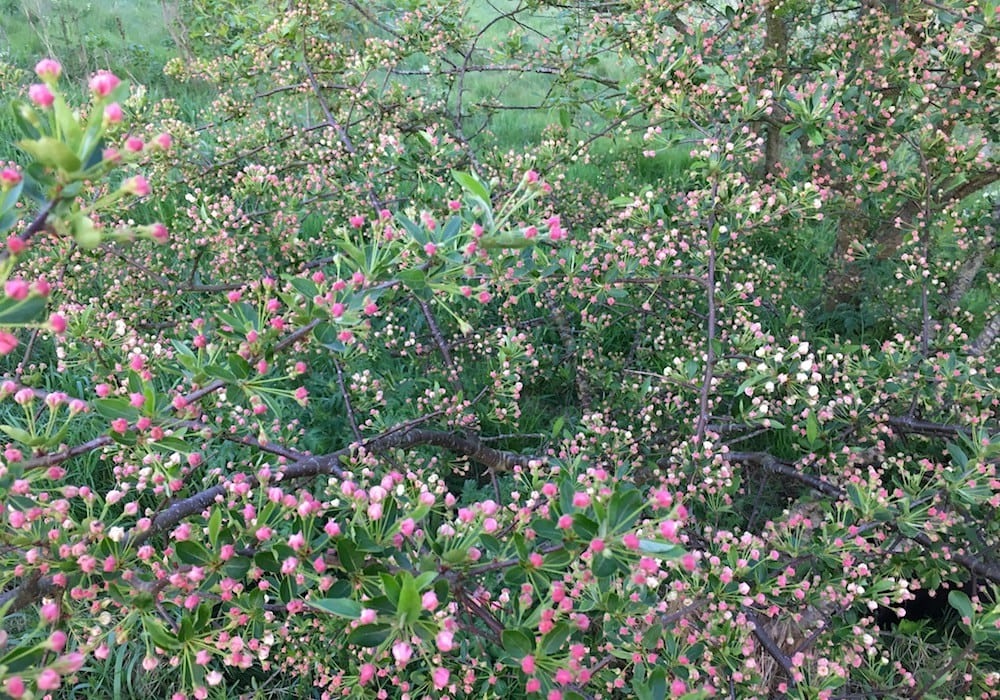 Kend dine vildtplanter: Sargents æble Kend dine vildtplanter: Sargents æble