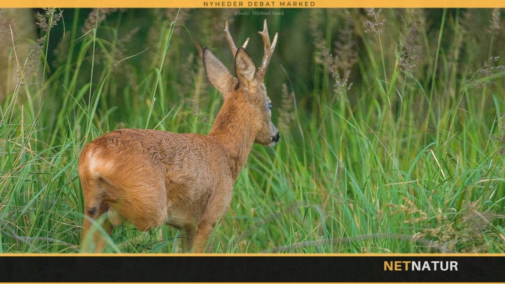 Skyd – eller skyd ikke!